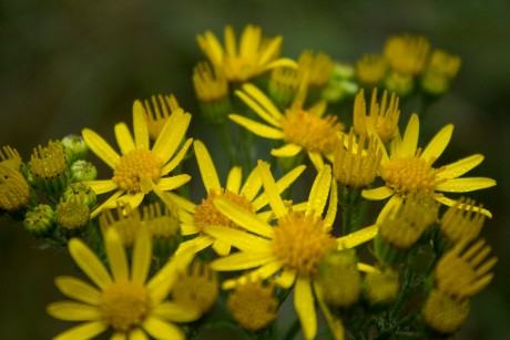 Droplets on yellow flowers